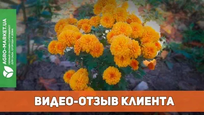 Роза парковая Грейс | Купить саженцы в питомнике Мир Садовод, Крым
