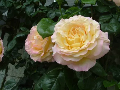 Роза флорибунда Гейша | Купить саженцы в питомнике Мир Садовод, Крым