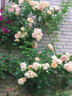 Роза плетистая глория клайминг - 60 фото