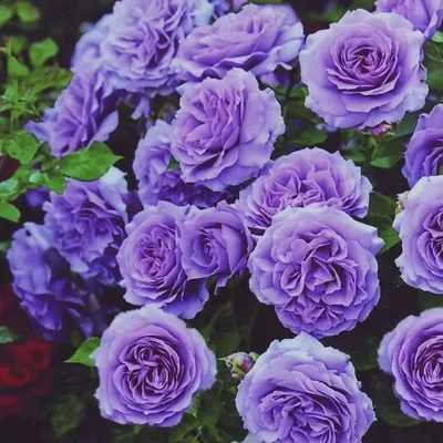 Плетистая роза «Айсберг» - Характеристика сорта, посадка и уход | Урожай  всегда и во всем | Дзен