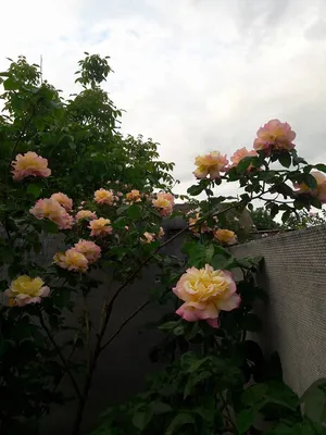 Дивный Сад - Плетистые розы