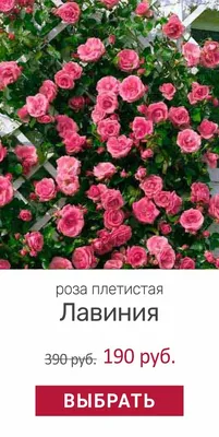 Семена Саженцы по России и СНГ on Instagram: \"Цветочная арка из плетистых  роз 🌹 ⠀ Плетистые розы идеальны для создания цветочной арки! Расположить  ее можно в любом месте: у калитки, у входа