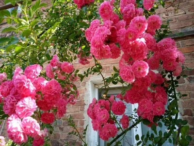 Плетистые розы (Множество фотографий) - treepics.ru