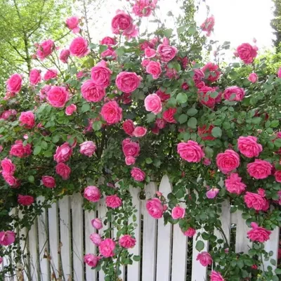 Роза плетистая глория клайминг - красивые фото