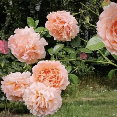Роза плетистая Полька h100 см по цене 633 ₽/шт. купить в Ставрополе в  интернет-магазине Леруа Мерлен