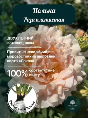 Роза плетистая Полька h100 см по цене 664 ₽/шт. купить в Липецке в  интернет-магазине Леруа Мерлен