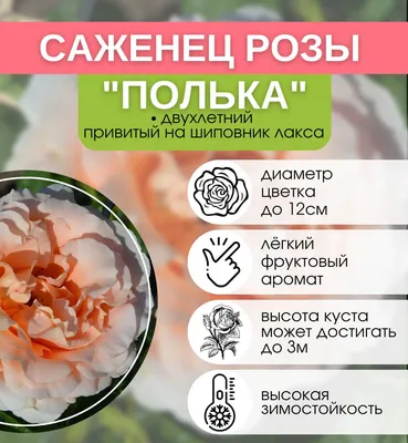 Роза плетистая Полька (Polka) купить в Украине с доставкой | Цена в  Svitroslyn.ua
