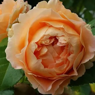 Купить саженцы розы плетистой Полька с доставкой в Москве и Подмосковье