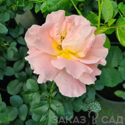 Роза Полька (Polka 91) - обильное цветение в июле. - YouTube