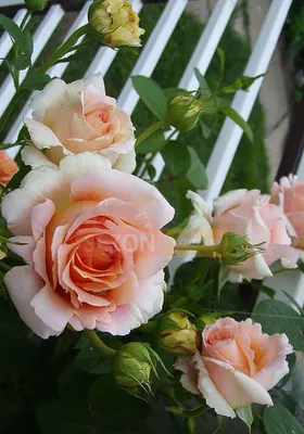 Роза плетистая Полька (Rose Climbing Polka) - «Изящная плетистая Полька в  нежном персиковом цвете)» | отзывы