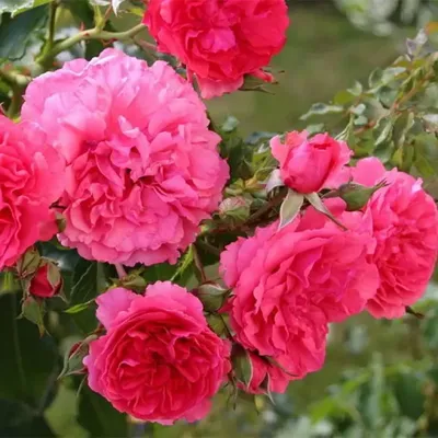 Роза плетистая розариум ютерсен фото фотографии