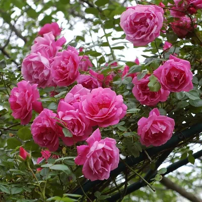 Роза плетистая розовая фото фотографии