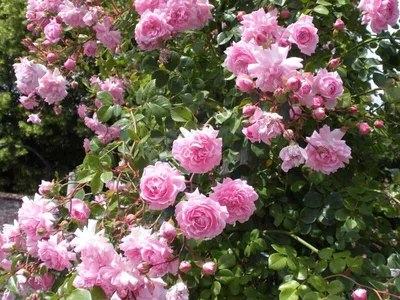 Плетистая роза Розовый Жемчуг (Pink Pearls)