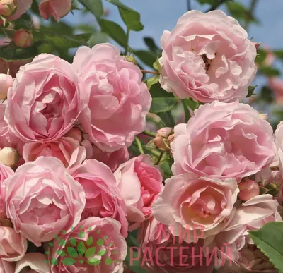 Роза плетистая розовая сорт Эксцельза (Excelsa), саженцы 2-х летние  (ID#1853917965), цена: 110 ₴, купить на Prom.ua
