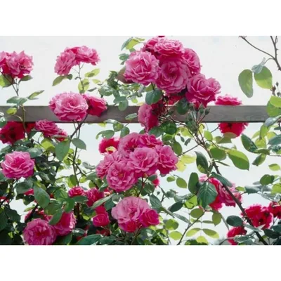 Саженцы розы плетистой розовая жемчужина купить в Москве по цене от 1800  рублей