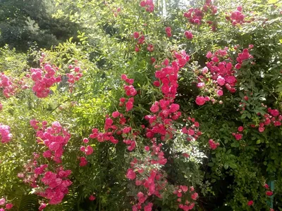 Роза плетистая сорт \"Хендель\" белая с розовой каймой