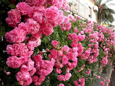 Роза плетистая Розовая жемчужина - купить в Украине — интернет-магазин  СолнцеСад