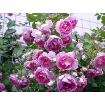 Все о плетистых розах: посадка, уход, размножение и обрезка - полезные  статьи о садоводстве от Agro-Market