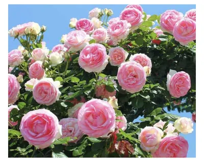 Роза - купить по выгодным ценам в интернет-магазине OZON (838260026)
