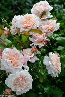 Купить саженцы Роза плетистая Билет Доукс с доставкой! | Florali-Flor