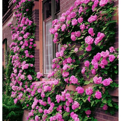 Розовый Apple Blossom — стоковые фотографии и другие картинки Плетистая роза  - Плетистая роза, Шиповник многоцветковый, Цветок - iStock