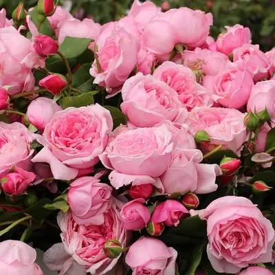 Роза 'Кис Ми Кейт' (плетистая) (розовая) купить по цене 2.800,00 руб. руб.  в Москве в садовом центре Южный