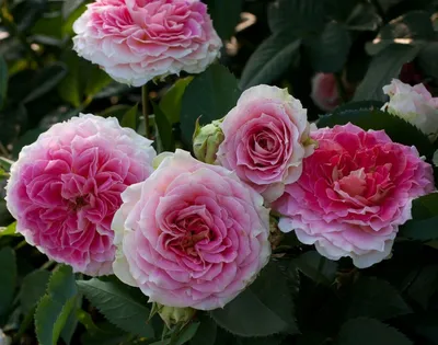 Саженец роз Розовый жемчуг роза плетистая (ID#1156534846), цена: 85 ₴,  купить на Prom.ua