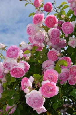 Роза Жасмина (Jasmina) Плетистая: саженцы роз, более 400 сортов роз, розы в  контейнере, питомник саженцев роз, розы от производителя. доставка по всей  Украине. качественные саженцы, рассада и саженцы цветов от \"Розарий вашей