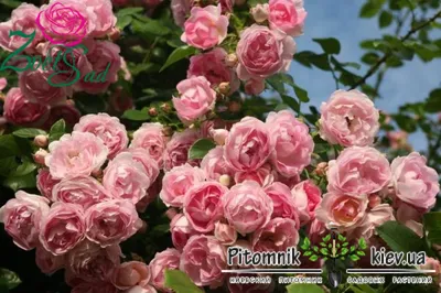 Роза плетистая Жасмина (фото из интернета) Краткое описание: Кусты  ветвистые, достигают высоту.. | ВКонтакте
