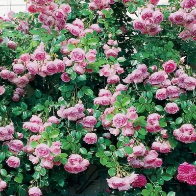 Купить саженцы Роза плетистая Жасмина с доставкой! | Florali-Flor