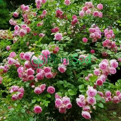 Роза плетистая \"Жасмина\" — купить по цене 750 руб. в интернет-магазине  \"Заокские питомники растений\"
