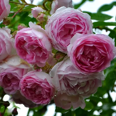 Роза жасмина плетистая в ландшафтном дизайне - красивые фото
