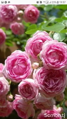 Роза 'Жасмина' (плетистая) (розовая) - продажа в Москве и Подмосковье |  Питомник Южный