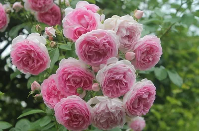 Саженец плетистой розы Жасмина фото и описание сорта 🌱 купить саженец плетистой  розы Жасмина почтой недорого в Москве