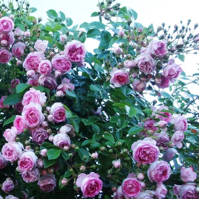 Жасмина (Jasmina) - Плетистые розы - Розы - Каталог