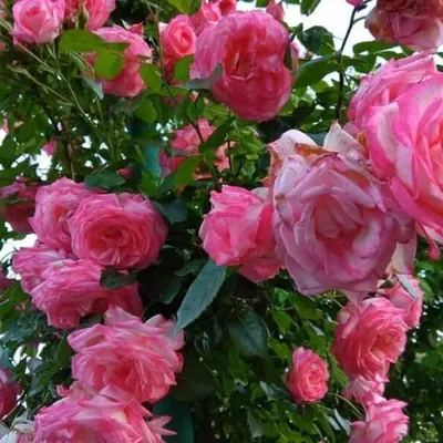 Плетистые розы : Розариум Ютерсен, Парад, Жасмина, Пьер де Ронсар. Как  цветут , как зимуют. Обзор. - YouTube