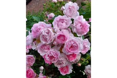 Роза плетистая Жасмина h37 см по цене 577 ₽/шт. купить в Москве в  интернет-магазине Леруа Мерлен