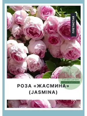 Жасмина (Jasmina) • ЛПХ \"КУБАНЬ РОЗА\"