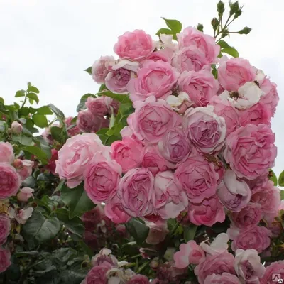 Купить Роза плетистая «Жасмина» («Jasmina») – Садовый центр «Ландшафт»