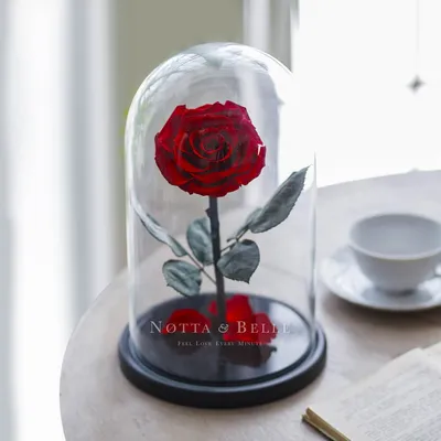 Роза в колбе в подарочной коробке -долговечная(в стекле)под куполом(колпаком)из  Красавица и Чудовище The One Rose | Купить с доставкой в интернет-магазине  kandi.ru