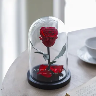 Роза под куполом | Rose flower, Flower lamp, Forever rose