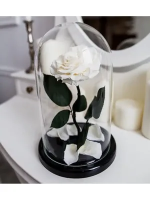Роза под колпаком стеклянным» — создано в Шедевруме