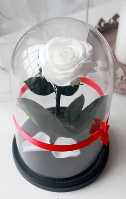 Фото Чудная красная роза под стеклянным колпаком-куполом