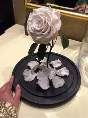 Роза под стеклянным колпаком» — создано в Шедевруме
