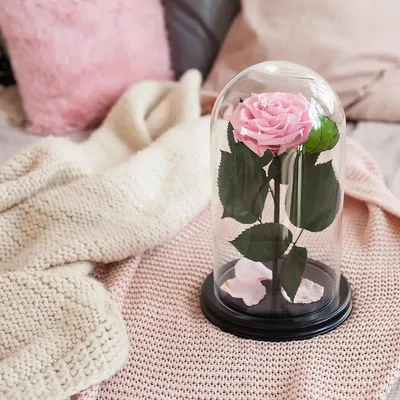 Стабилизированные цветы в стекле The One Rose Роза, 21.5 см, 700 гр, 1 шт  купить по выгодной цене в интернет-магазине OZON (690554426)