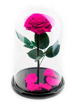 Розы в колбе в СПб | Купить в магазине роз в колбе