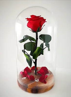 Роза в колбе большая розовая | Вечная роза | Роза под куполом  (ID#1223811891), цена: 859 ₴, купить на Prom.ua