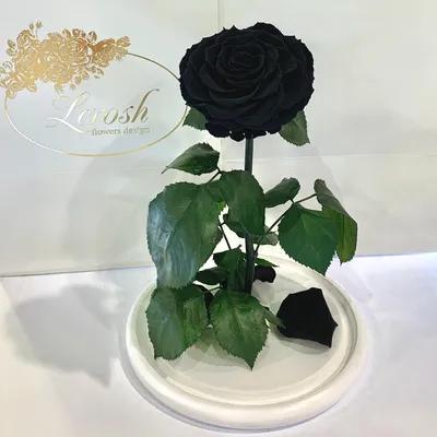 Черная роза в колбе Lerosh - Lux 33 см - купить напрямую у производителя с  гарантией