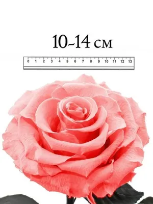 Роза в колбе с подсветкой / гирляндой. роза под куполом розовая - 639 грн,  купить на ИЗИ (6690371)
