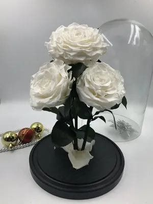 Стабилизированные цветы в стекле The One Rose Роза, 22 см, 700 гр, 1 шт  купить по выгодной цене в интернет-магазине OZON (459697418)